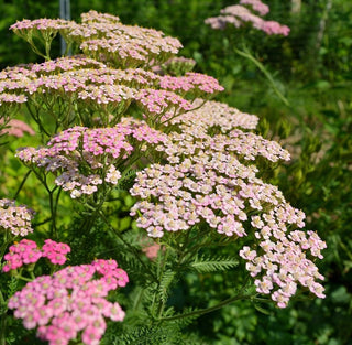 Achilée | Mélange pastel Summer™