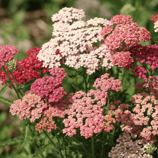 Achilée | Mélange rouge Flower Burst™