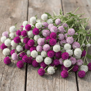 Amarante globuleuse | Mélange Baies