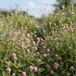 Amarante globuleuse | Raspberry Cream