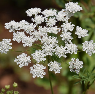 Ammi | White Dill