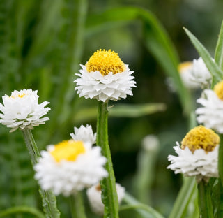 Ammobium | Winged Everlasting