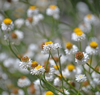 Ammobium | Winged Everlasting