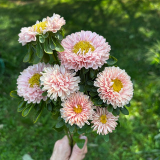 Aster | Matsumoto Apricot