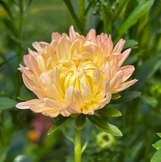 Aster | Tower Chamois