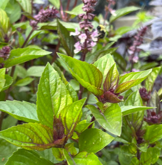 Basilic | Aromatto