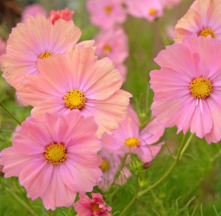 Cosmos | Apricotta