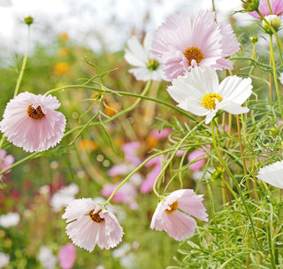 Cosmos | Mélange Cupcakes