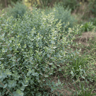 Eucalyptus | Small Leaf Gum