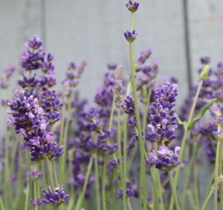 Lavende | Munstead
