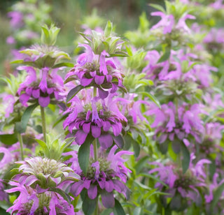Monarde | Lemon Mint
