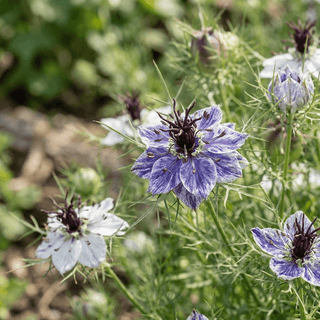 Nigelle | Delft Blue