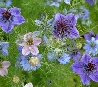 Nigelle | Love-In-A-Mist