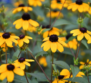 Rudbeckie | Triloba