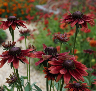 Rudbeckie | Cherry Brandy