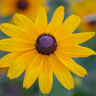 Rudbeckie | Indian Summer