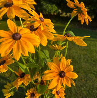 Rudbeckie | Indian Summer