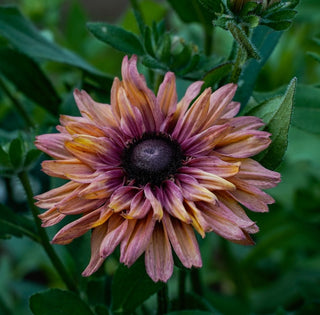 Rudbeckie | Sahara
