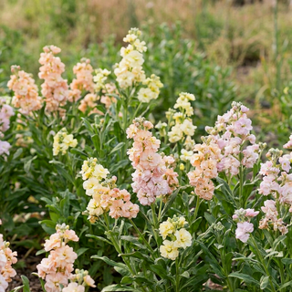 Giroflée | Mélange pastel Iron