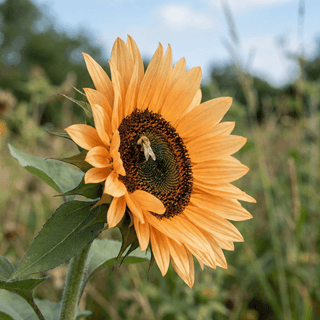 Tournesol | Mélange d'été Solstice (F1)