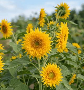 Tournesol | Starburst Greenburst (F1)