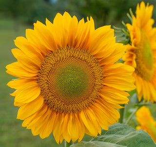 Tournesol | ProCut® Gold Lite (F1)