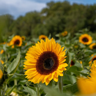 Tournesol | Mélange d'été Solstice (F1)