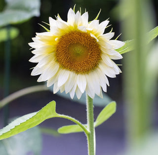 Tournesol | ProCut® White Lite (F1)