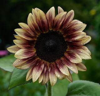 Tournesol | ProCut® Plum (F1)