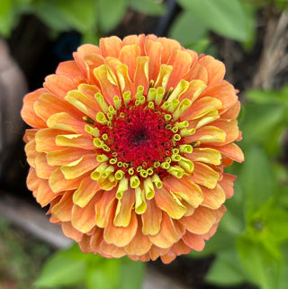 Zinnia | Queeny Mix