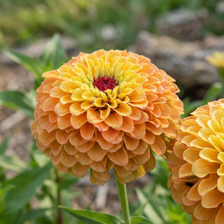 Zinnia | Queeny Mix