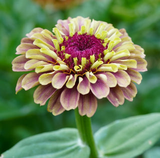 Zinnia | Queeny Mix
